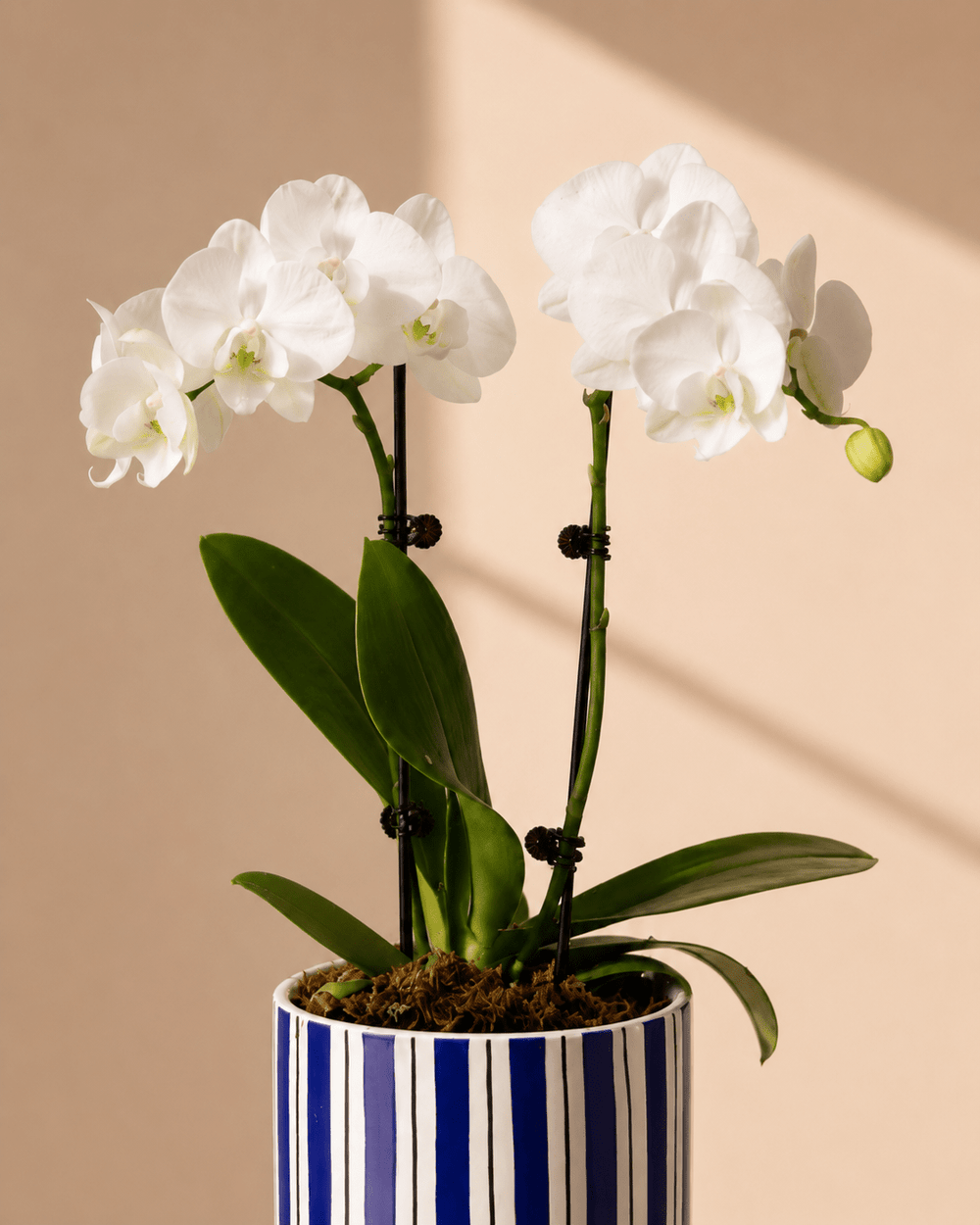 White Mini Phalaenopsis Orchid Arrangement - Dark Blue Ceramic Pot