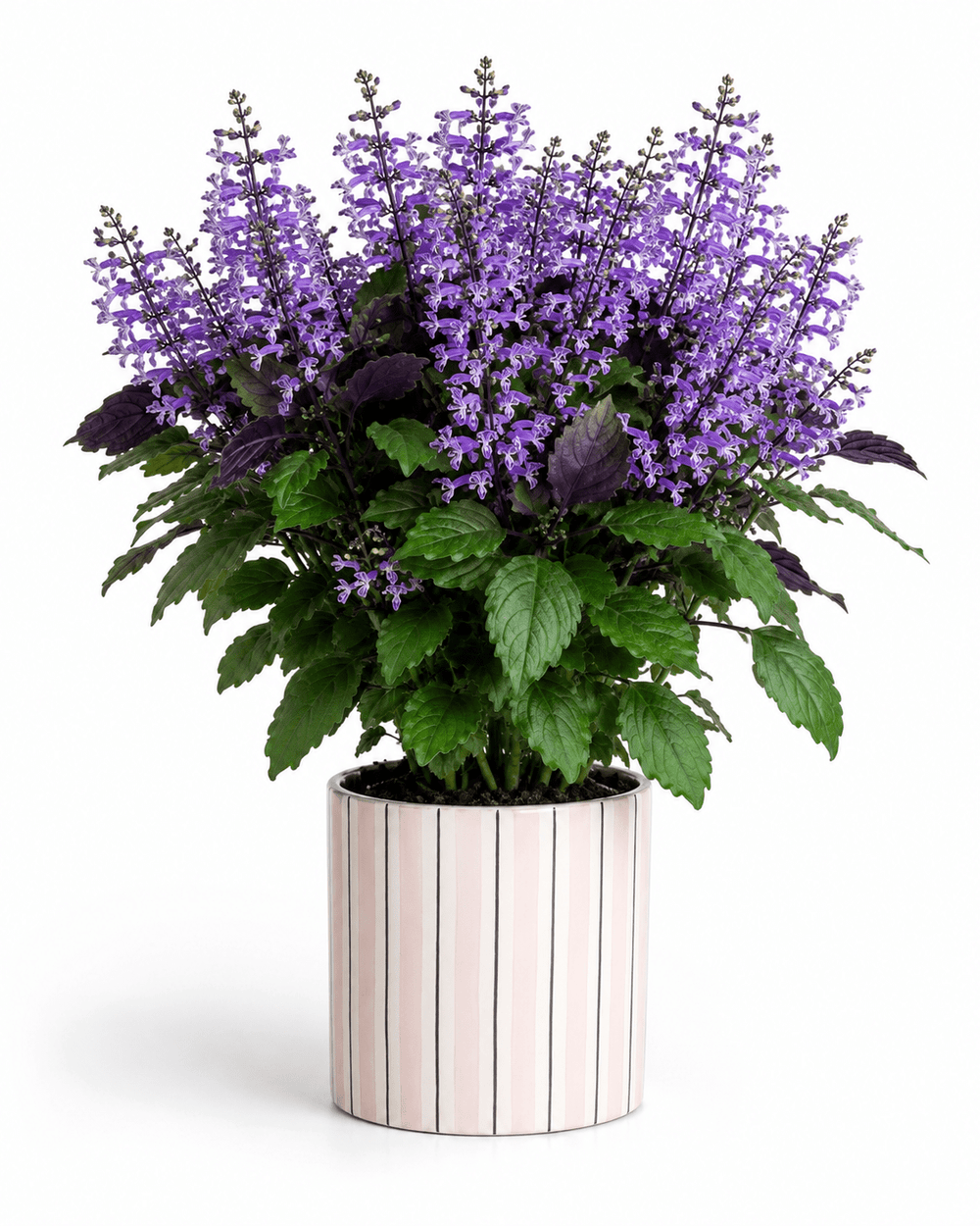 Purple Ajuga Arrangement - Pink Ceramic Pot