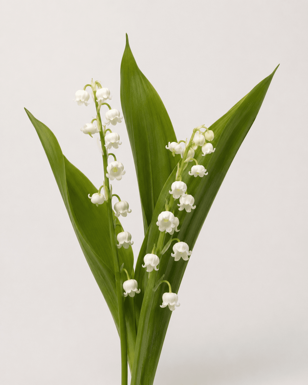 Lily of the Valley (2 Stems)