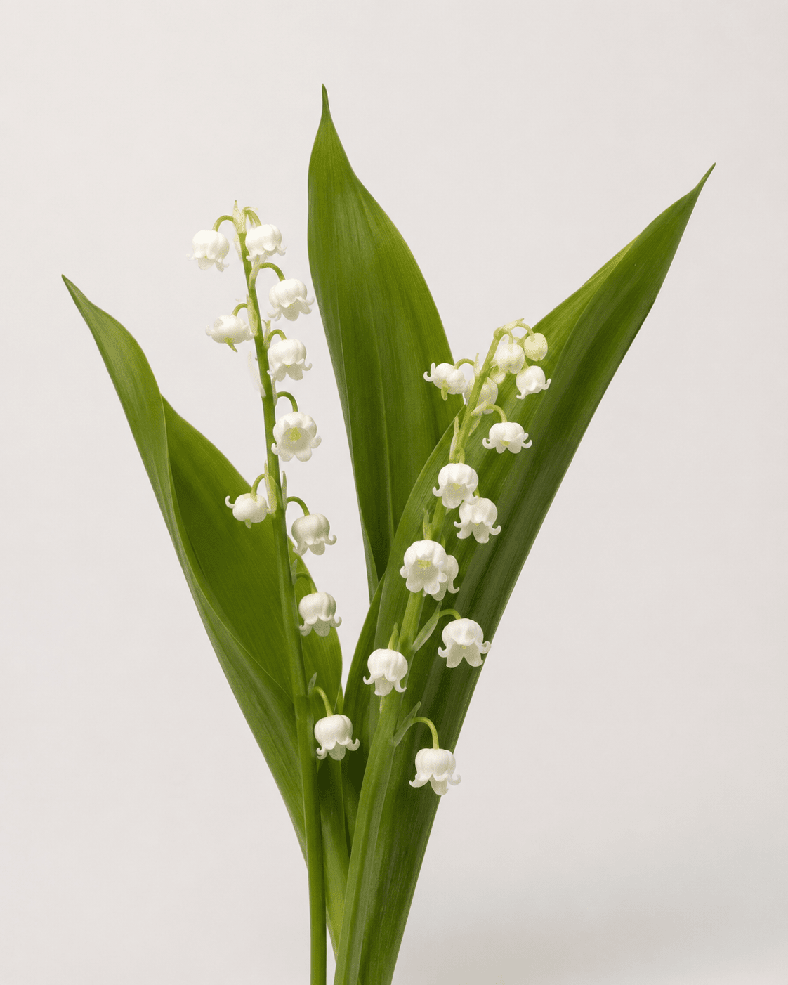 Lily of the Valley (2 Stems)