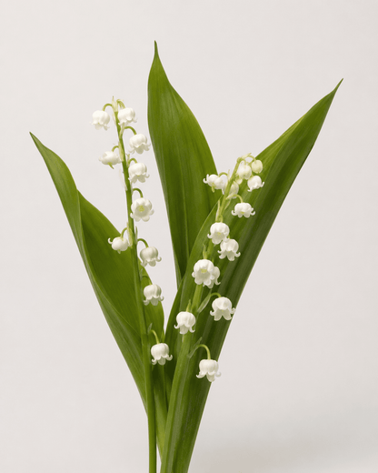 Lily of the Valley (2 Stems)