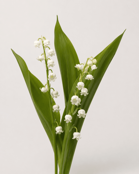 Lily of the Valley (2 Stems)