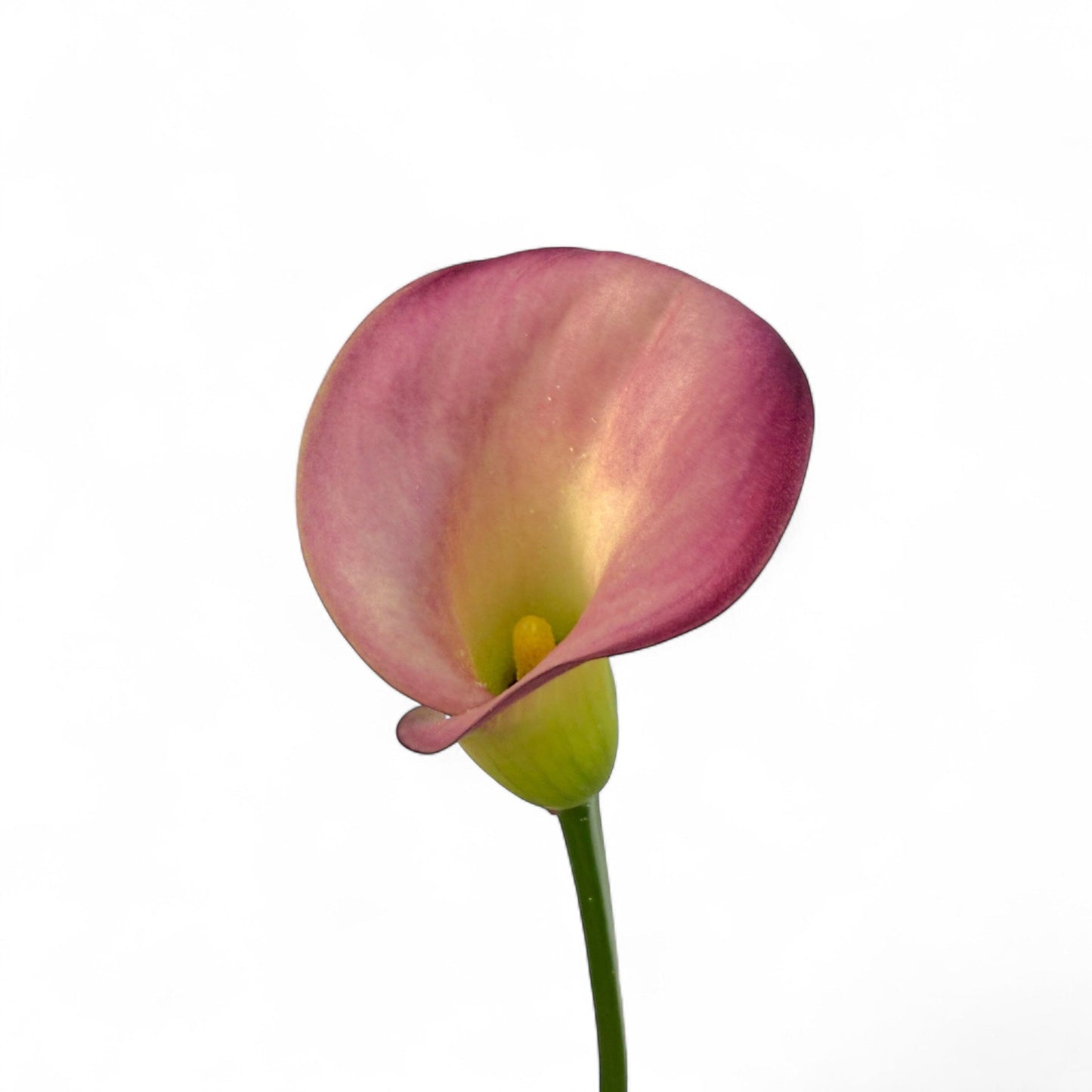 Calla Lily - Pink