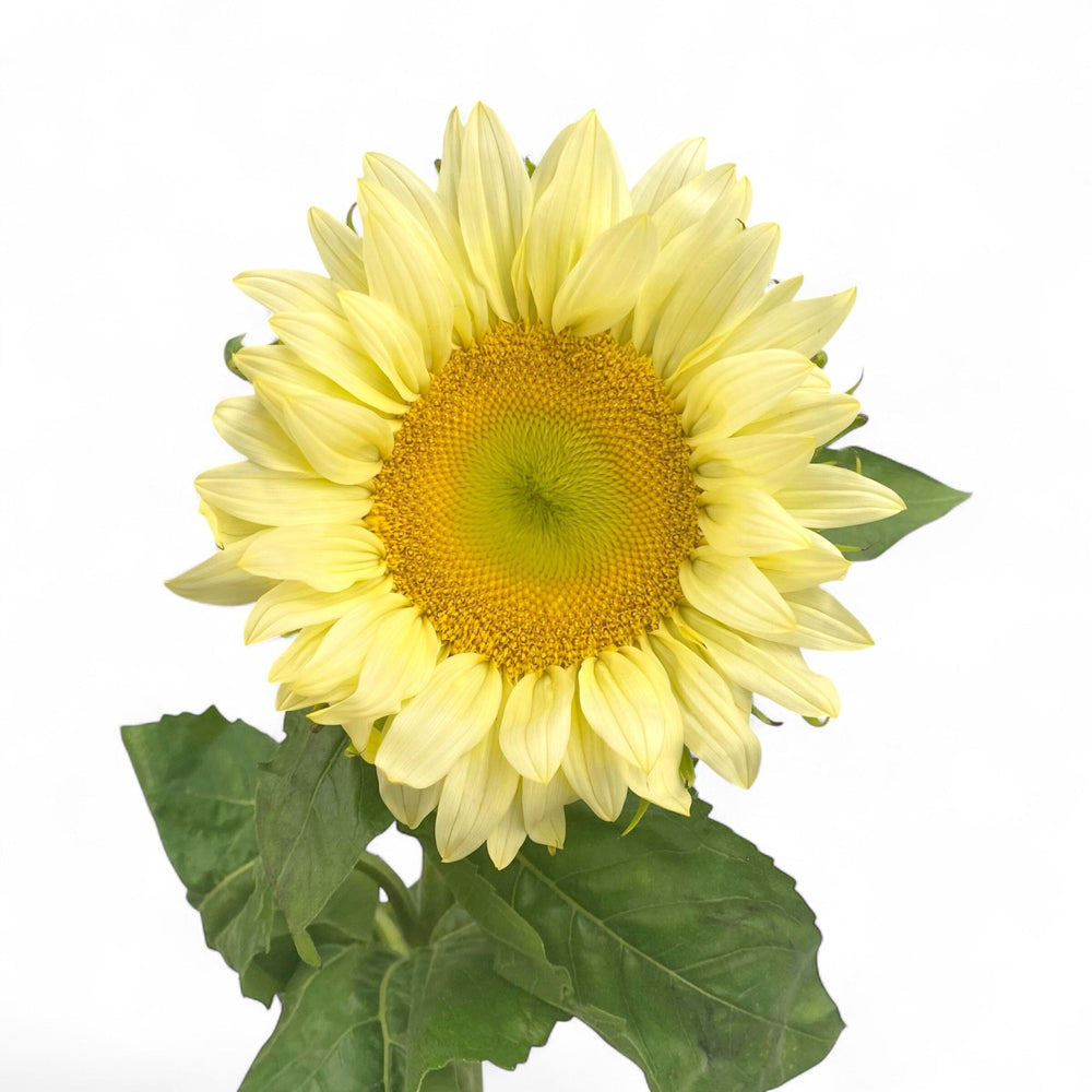 Helianthus Sunflower - Pale Yellow ( 5 Stems )