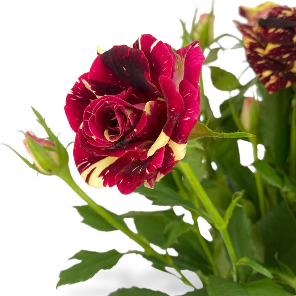 Rose Spray - 2 Tone Red Yellow