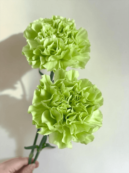 Mother's Day Carnation - Green (18-20 Stems)