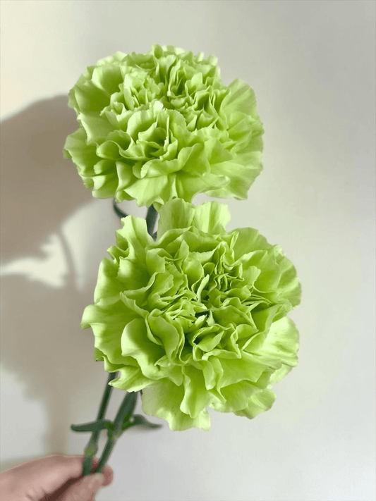 Mother's Day Carnation - Green (18-20 Stems)