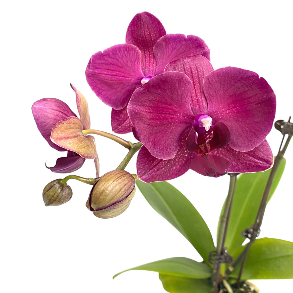 Pot Phalaenopsis Mini Double Stems