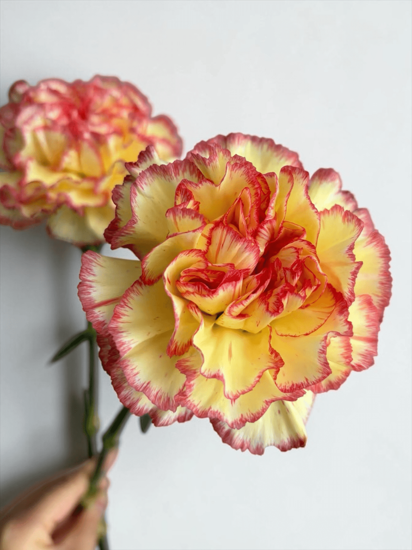 Mother's Day Carnation - 2 Tone Yellow Red (18-20 Stems)