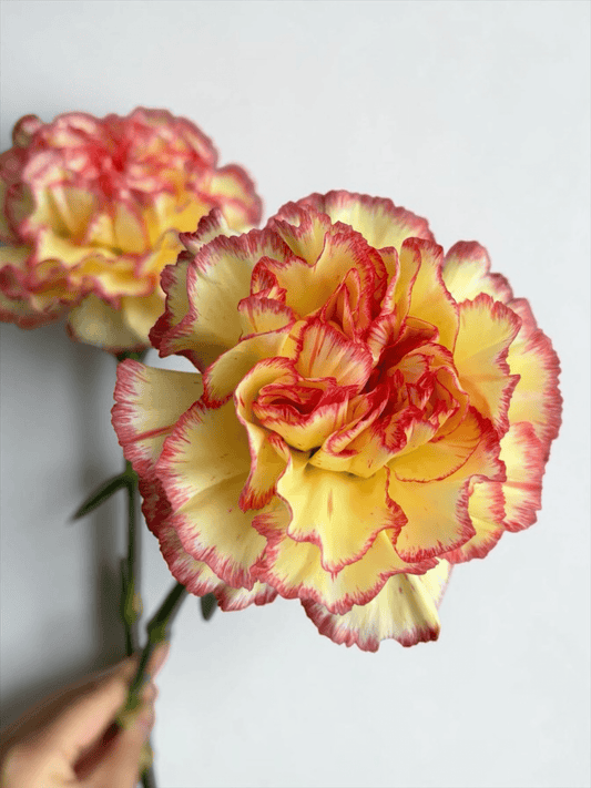Mother's Day Carnation - 2 Tone Yellow Red (18-20 Stems)