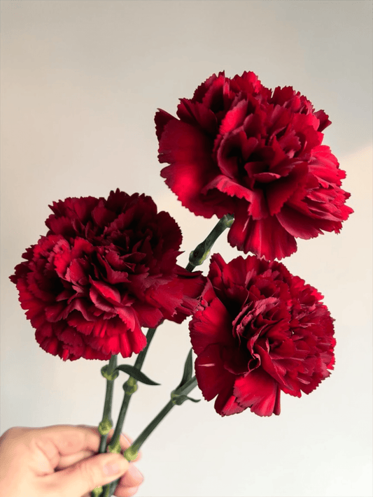 Mother's Day Carnation - Maroon (18-20 Stems)