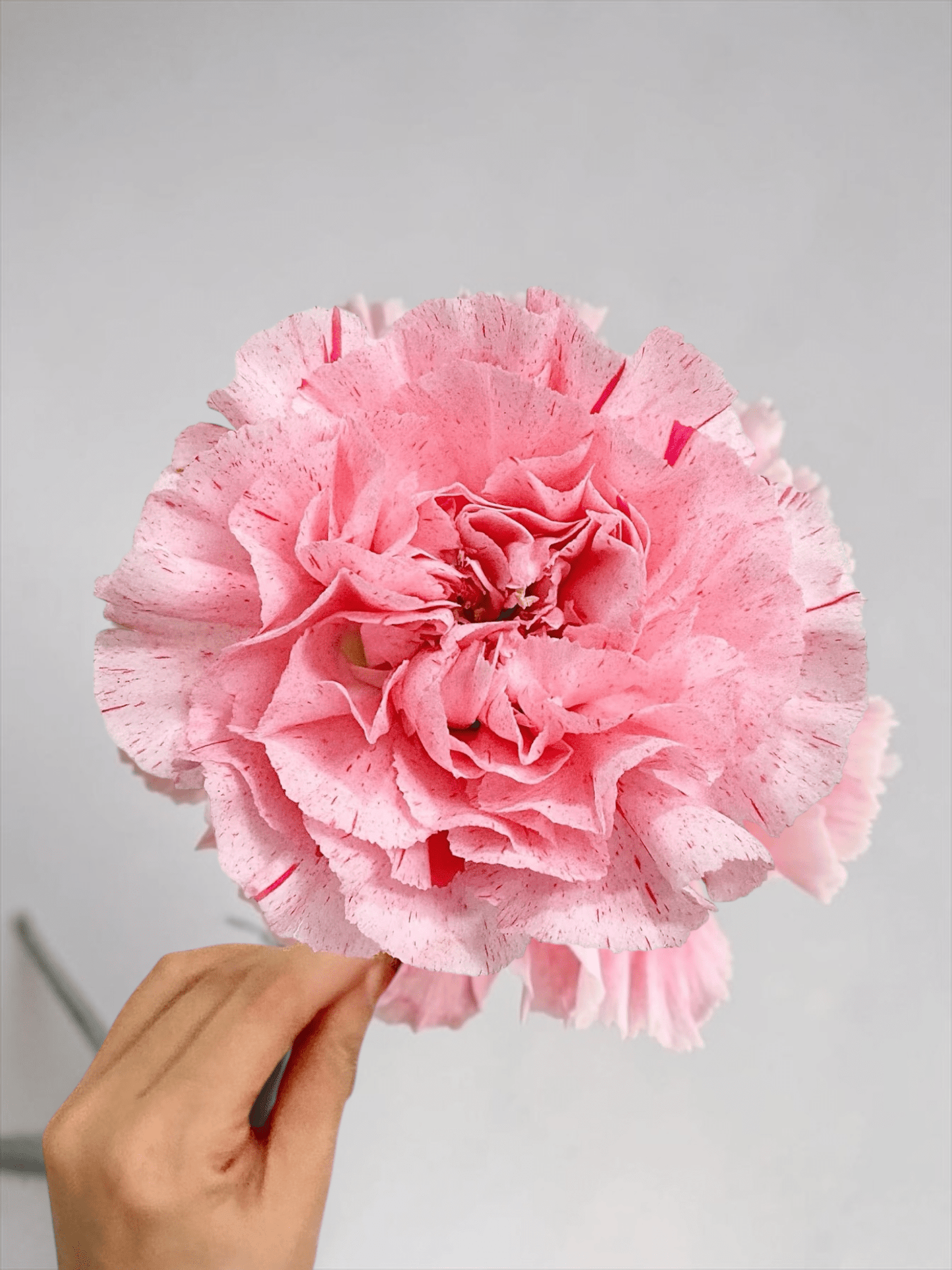 Mother's Day Carnation - Strawberry Sweet Pink(18-20 Stems)