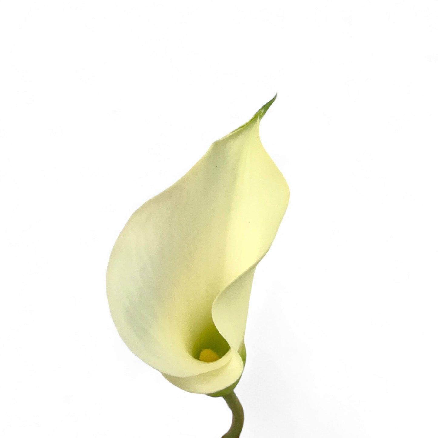 Calla Lily - White (5 Stems)