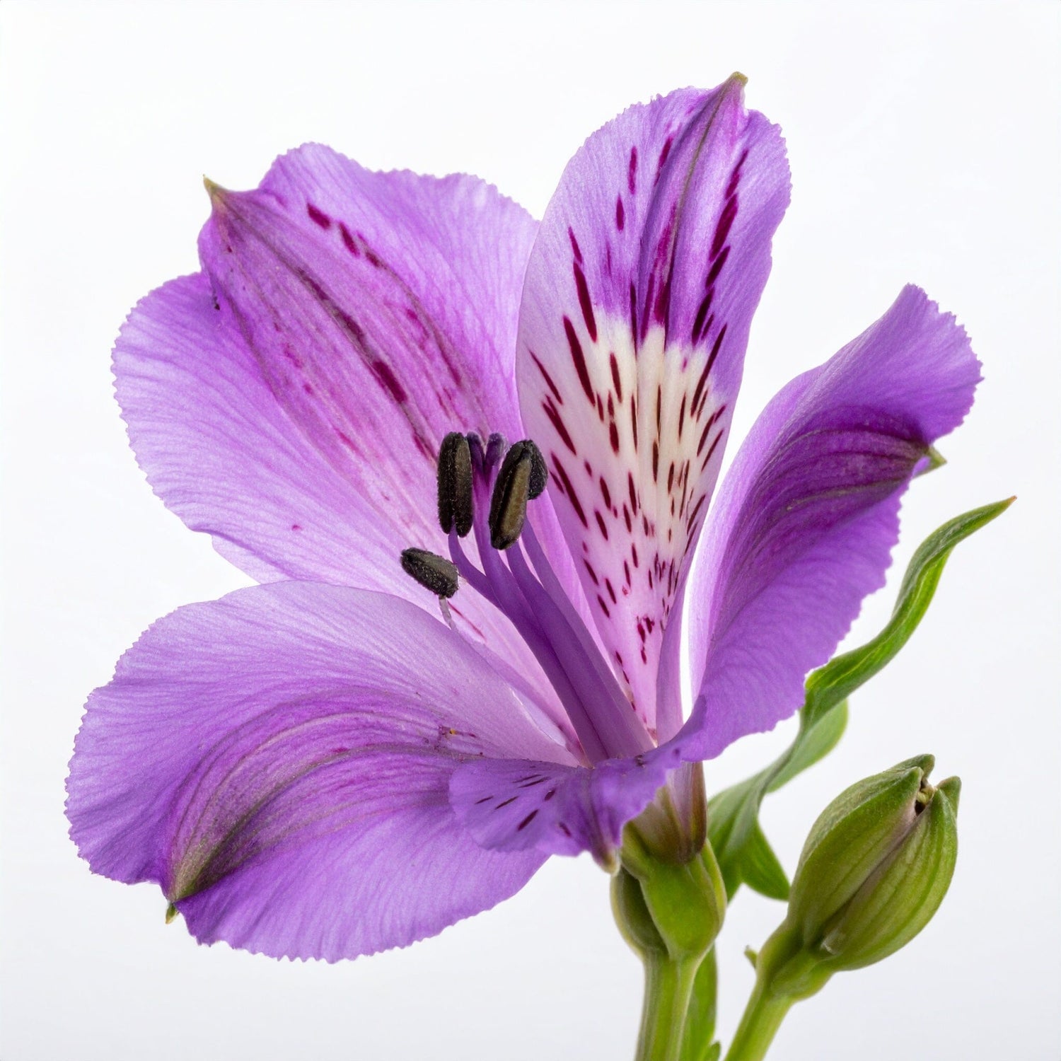 Alstroemeria Fresh Cut Flowers Purple in bundle packaging