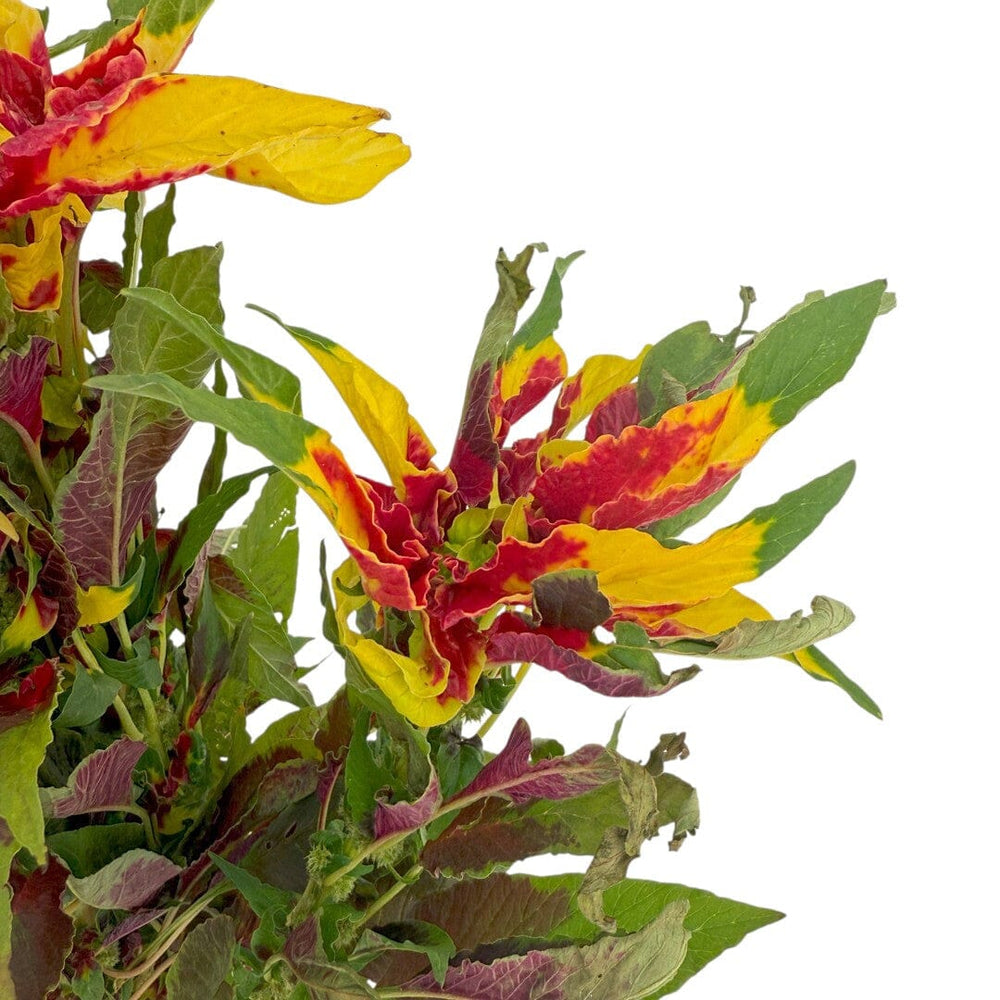 Amaranthus Tricolour
