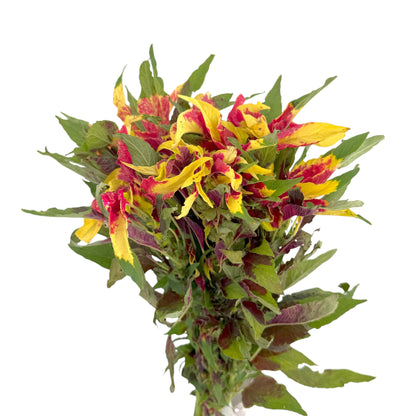 Amaranthus Tricolour Fresch Cut Flowers in yellow, red & green