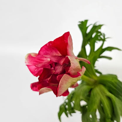 Fresh Cut Flowers at Floristika