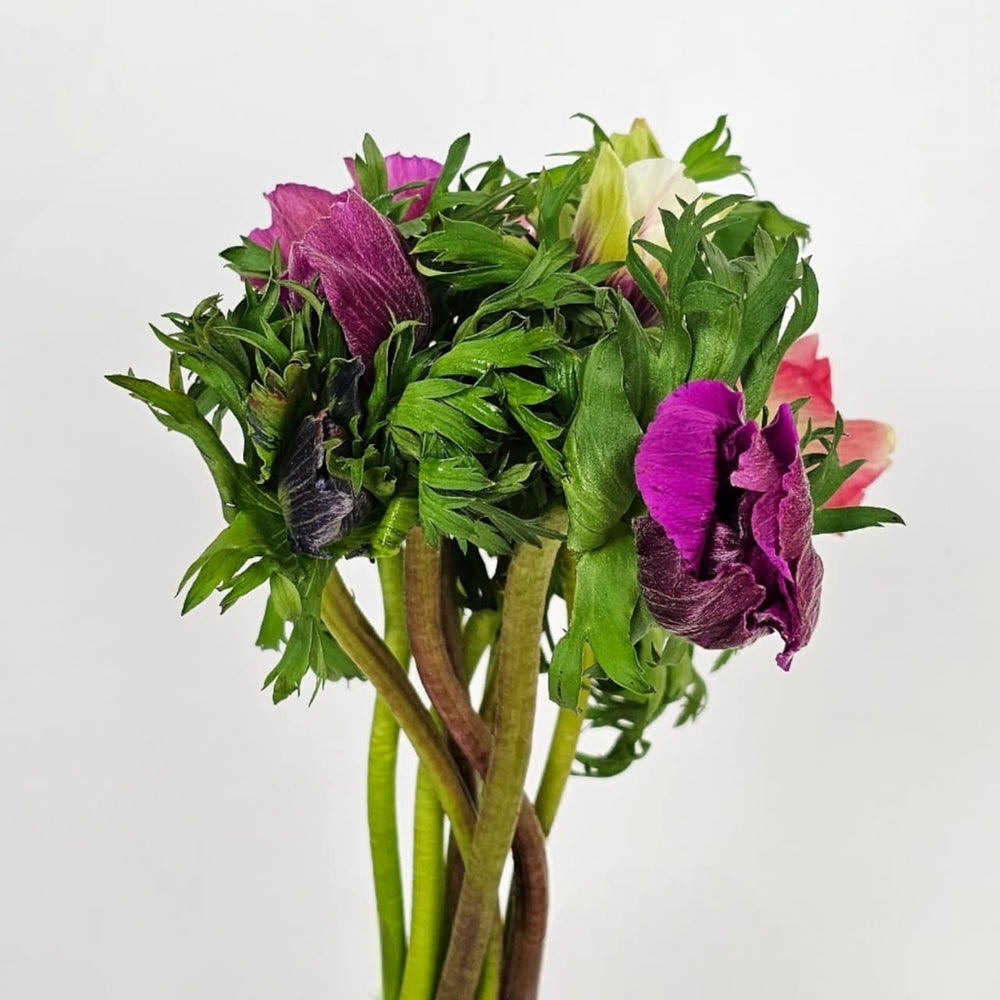 Anemone - Mix Colour