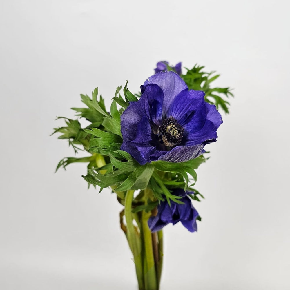 Anemone - Purple