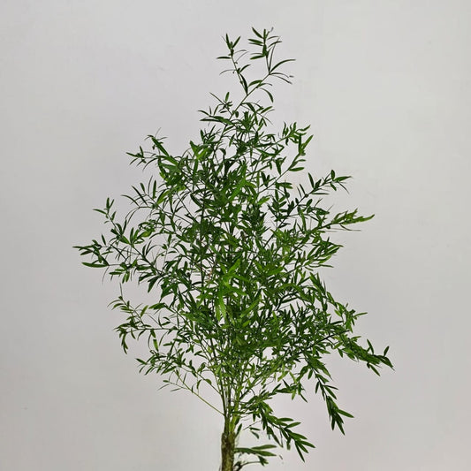 Fresh Cut Flowers at Floristika