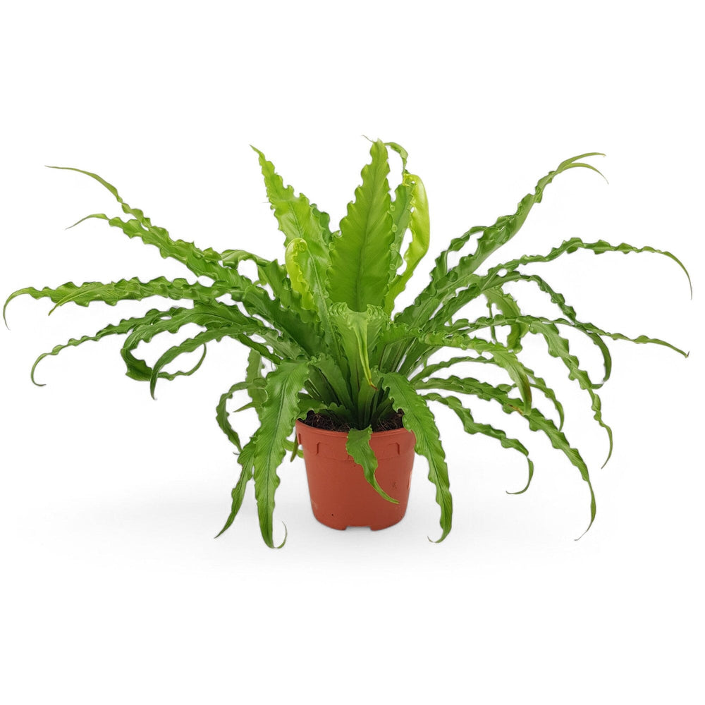 Asplenium (P150)