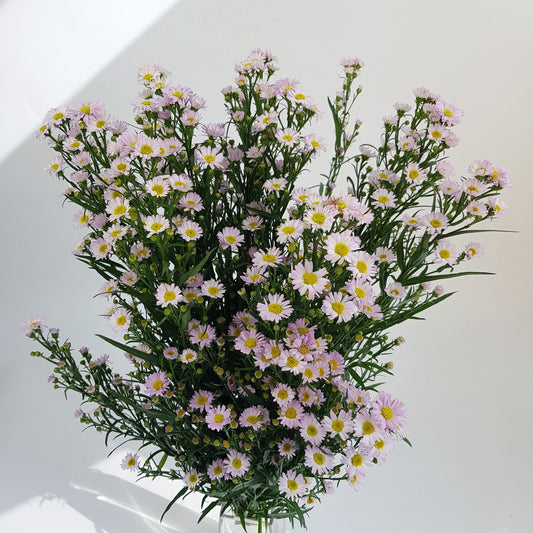 Aster - Light Pink