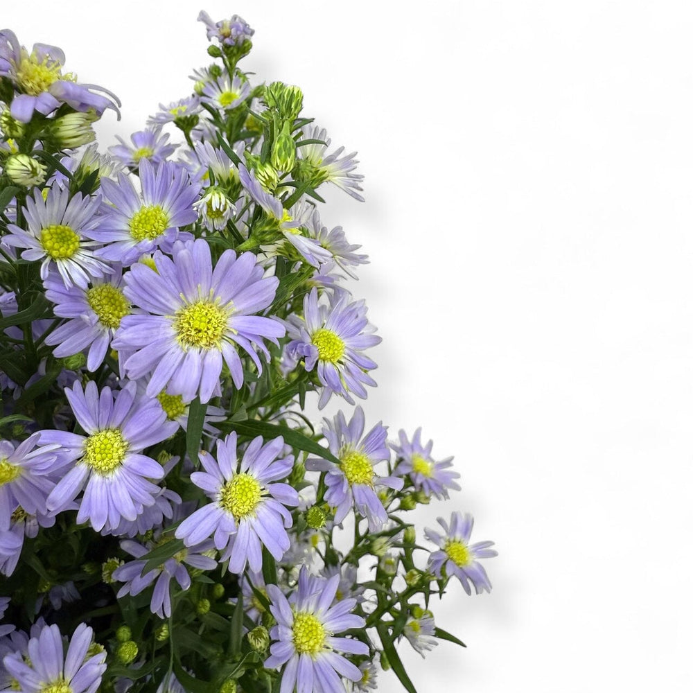 Aster - Purple