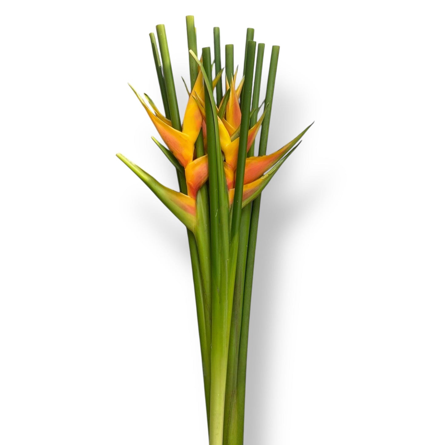 Crab Crawl - Yellow (5 Stalks)