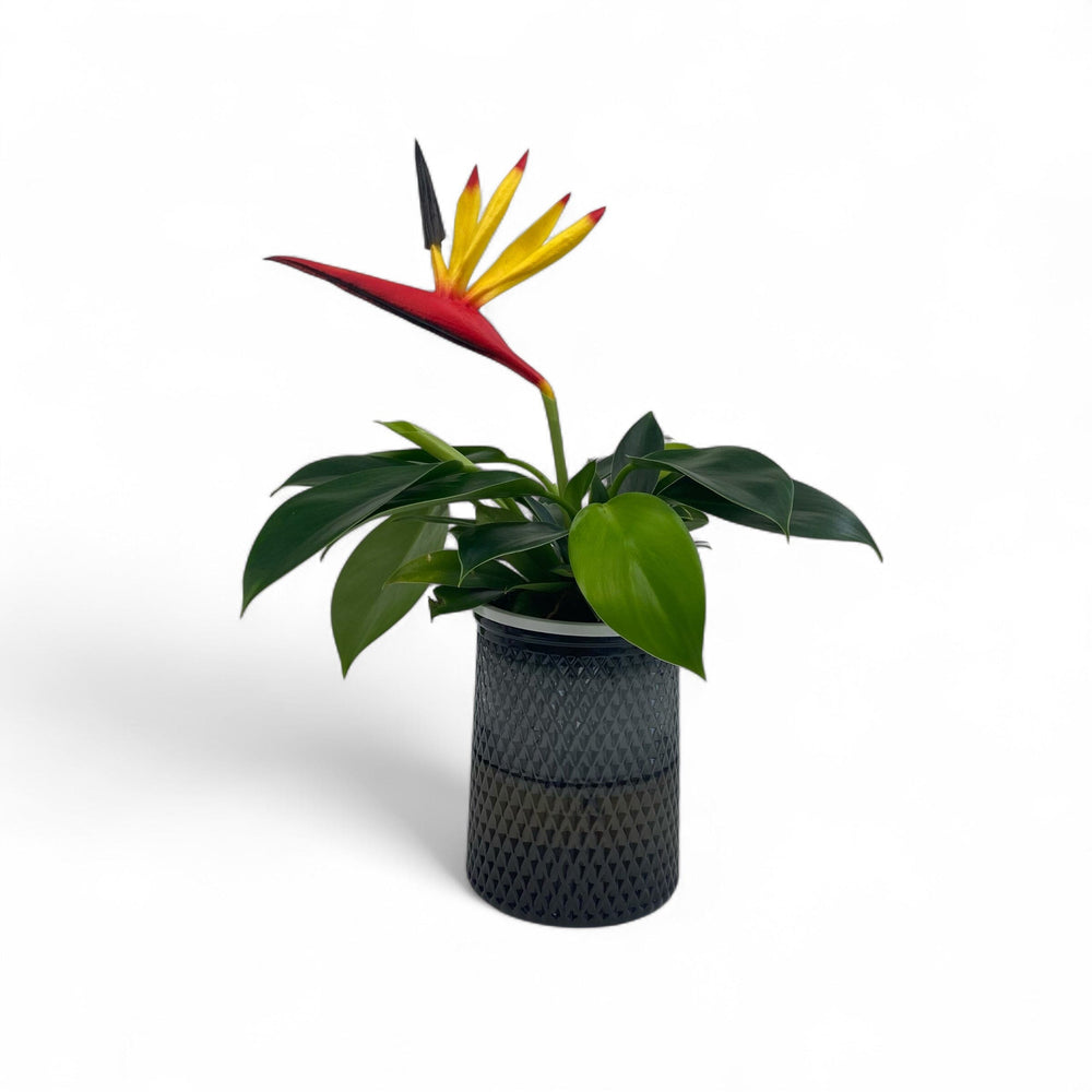 Hydroponic Philodendron Con-go