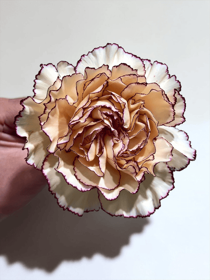 Mother's Day Carnation - 2 Tone White Brown (18-20 Stems)