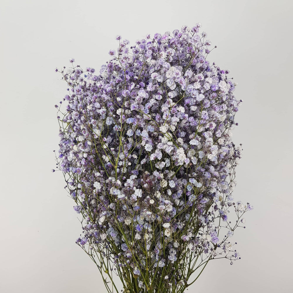 Gypsophila Baby's Breath (Imported) - Purple [10 Stem]
