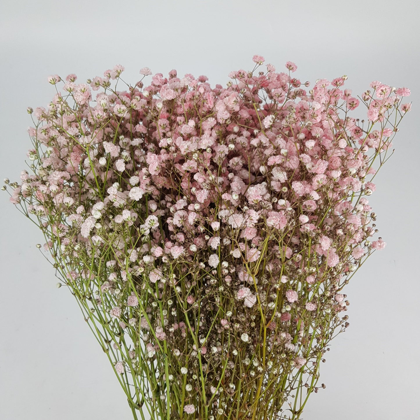 FCMVD11 - Rose Champagne, Rose Pink, Eustoma & Baby's Breath