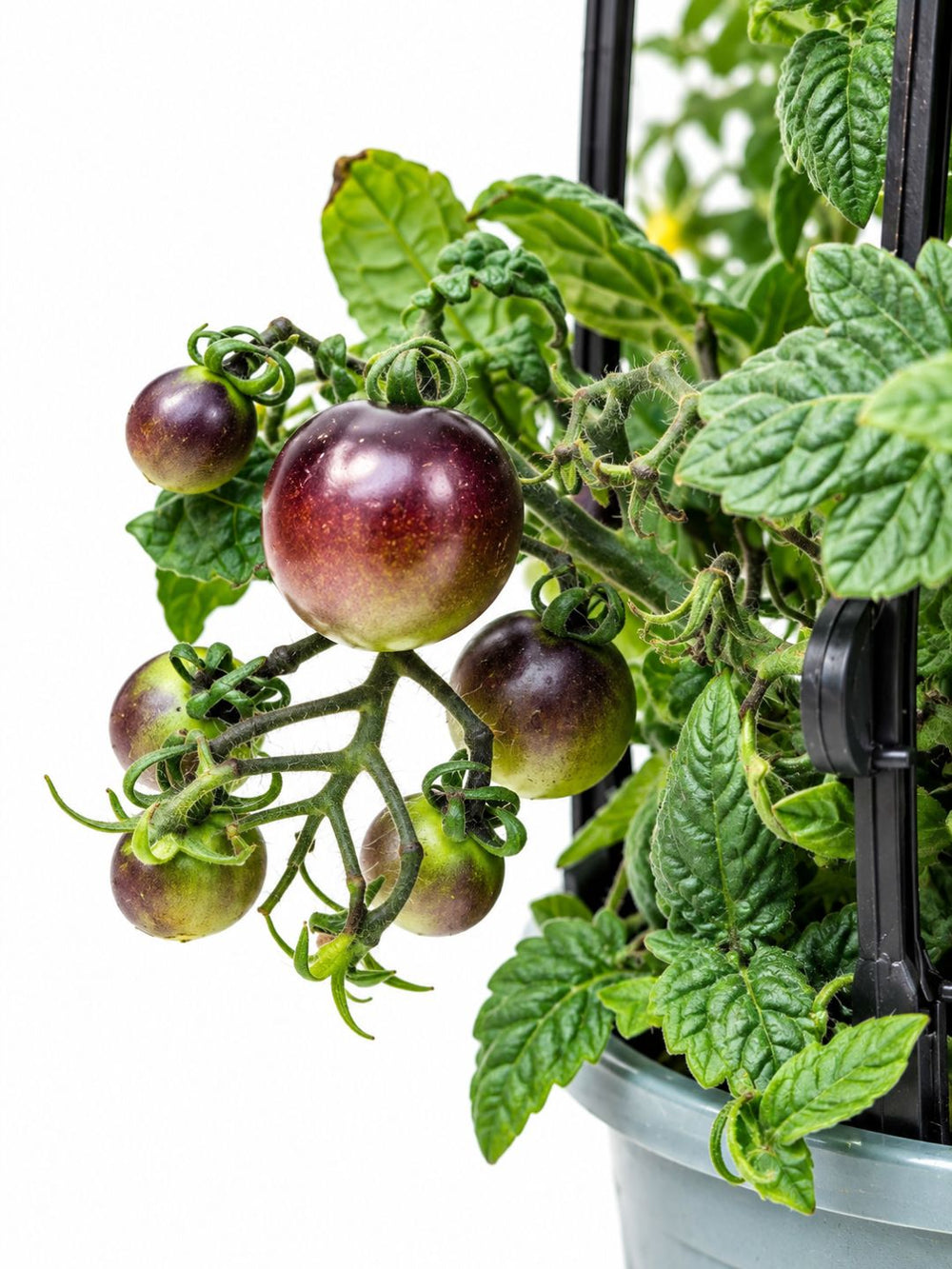 Pot Black Cherry Tomato