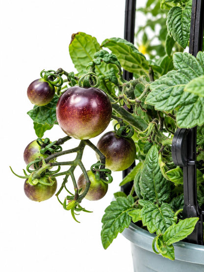 Close-up of black cherry tomatoes on the vine