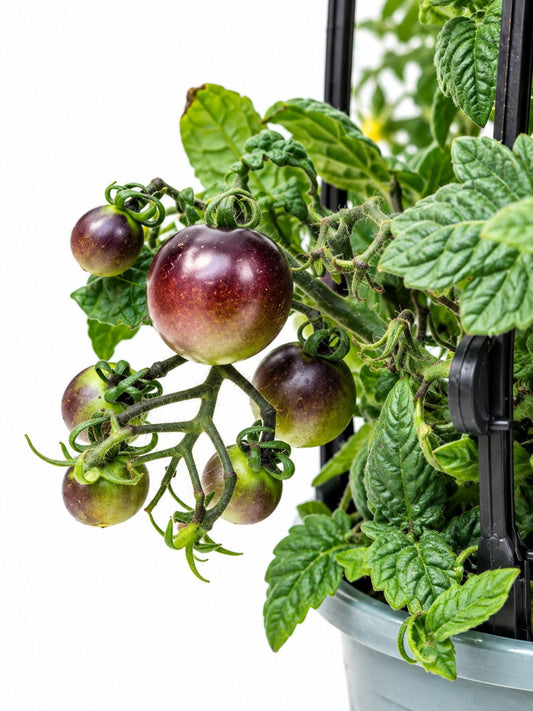 Potted black cherry tomato plant