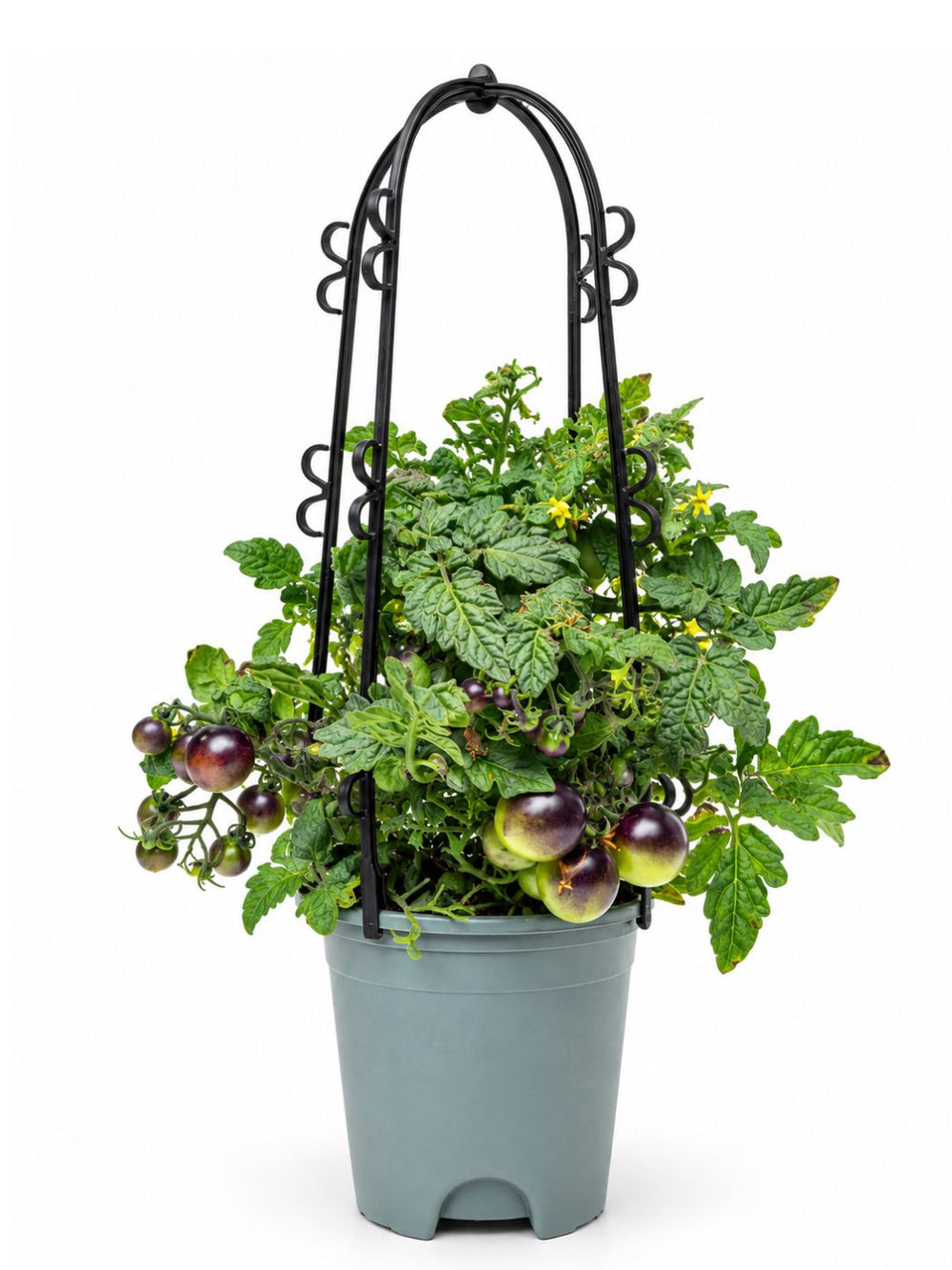 Pot Black Cherry Tomato