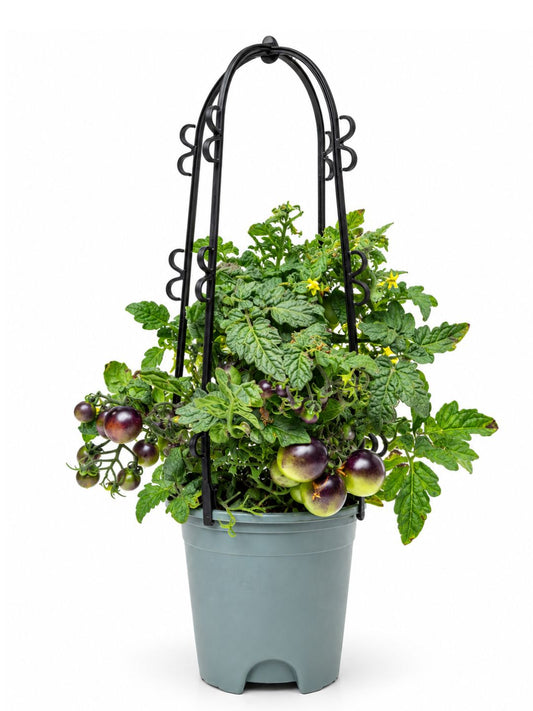 Potted black cherry tomato plant