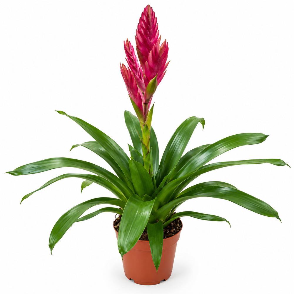 Pot Bromelia