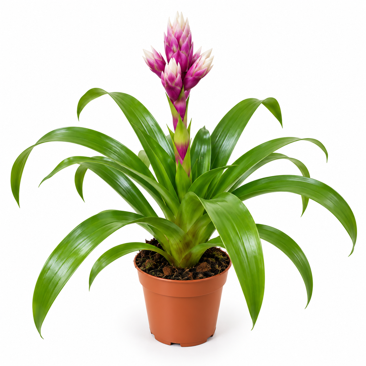 Pot Bromelia