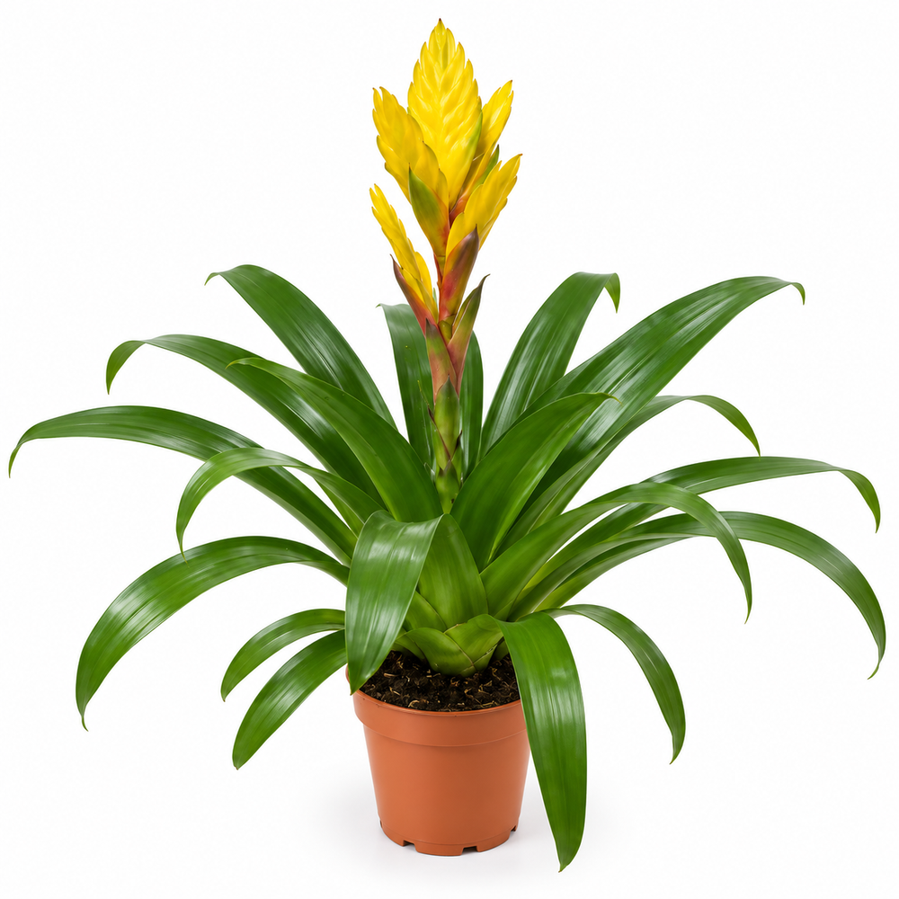 Pot Bromelia