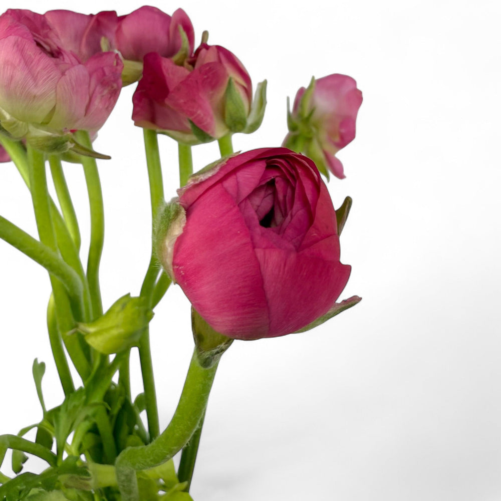 Ranunculus - Shocking Pink