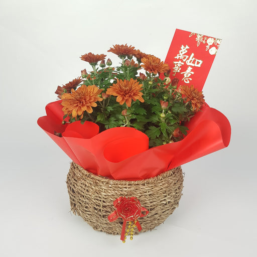 CNY Chrysanthemum Basket