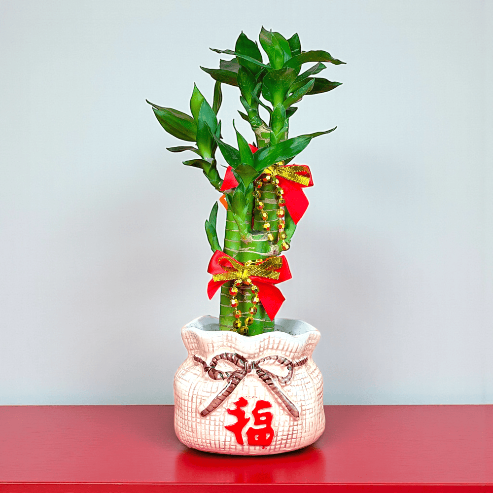lucky bamboo malaysia CNY GF10 Lucky Bamboo in Beige Pot