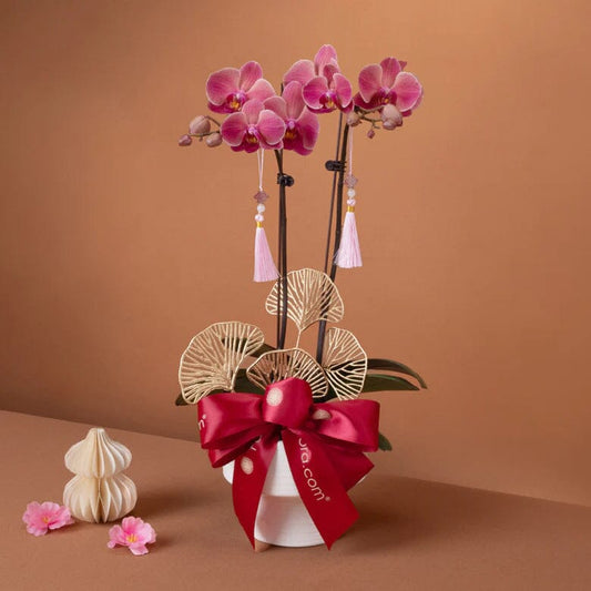 Prosperity Bloom – Phalaenopsis