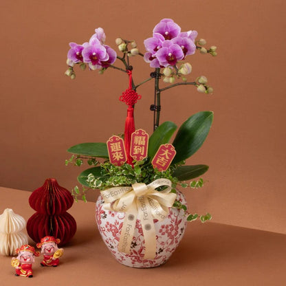 Spring Fortune 春福满堂 – Phalaenopsis