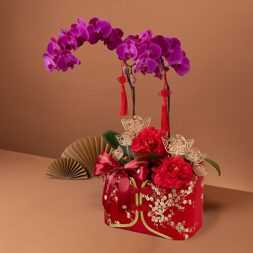 Majestic Harmony – Phalaenopsis