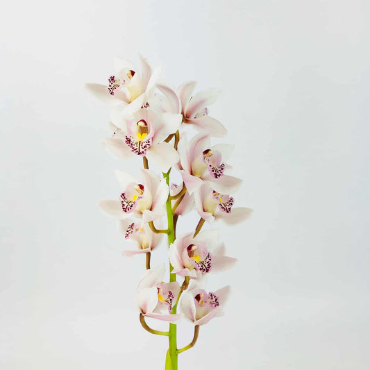 Cymbidium Aiko - Light Pink (50cm)