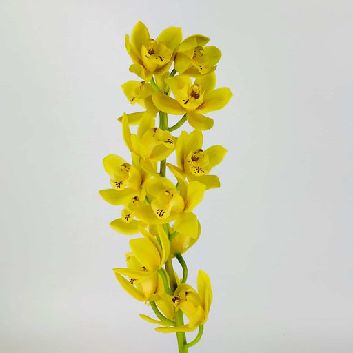 Cymbidium 60cm (Imported) - Yellow [8 Buds]