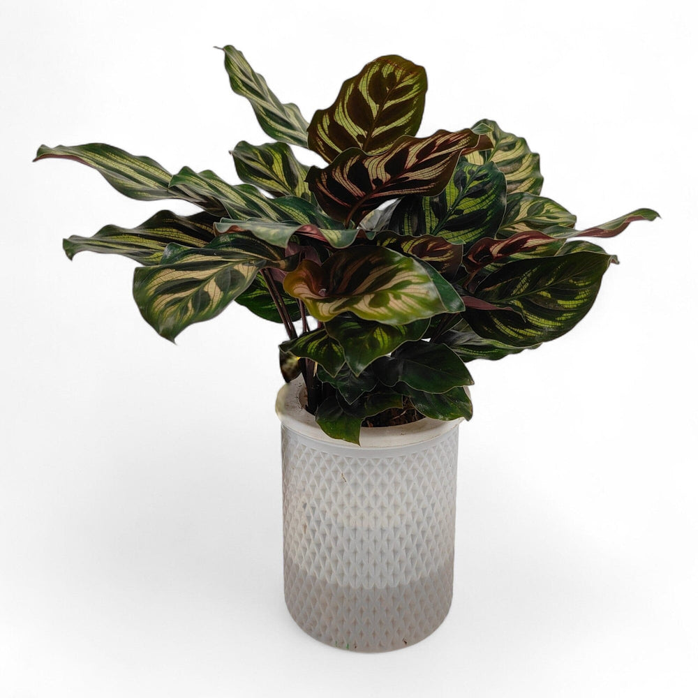 Calathea Makoyana 110 (Hydroponic Pot)