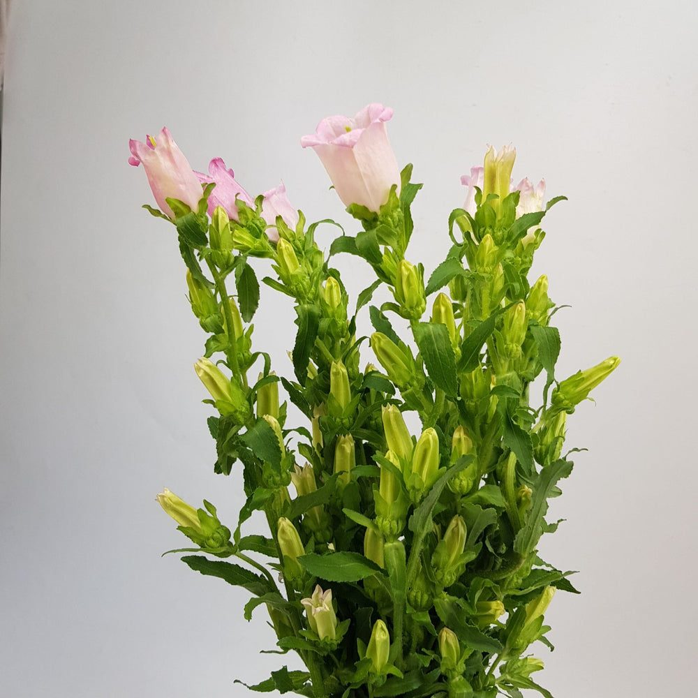 Campanula - Pink